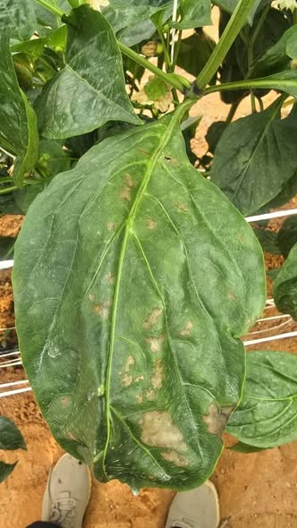 ممكن تشخيص الإصابة فلفل صوب